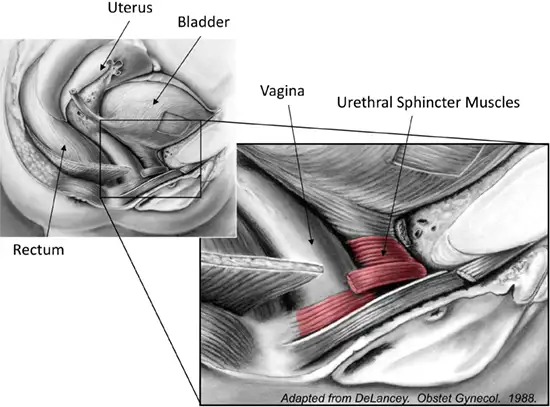 Urethral Anatomy